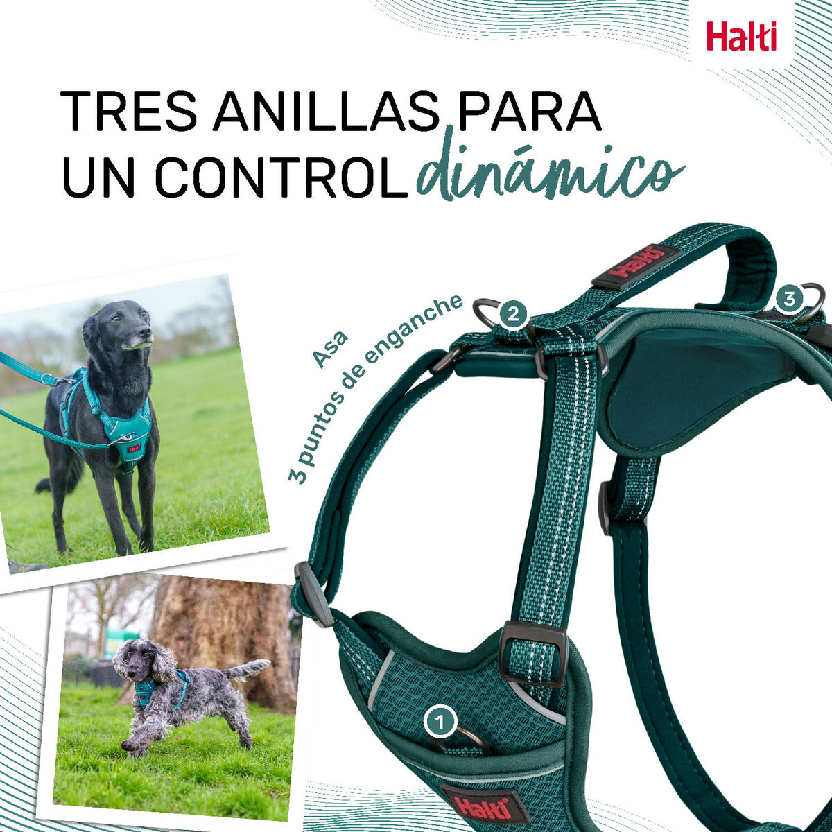 Dog Harness Company of Animals Turquoise L 42-65 cm-5