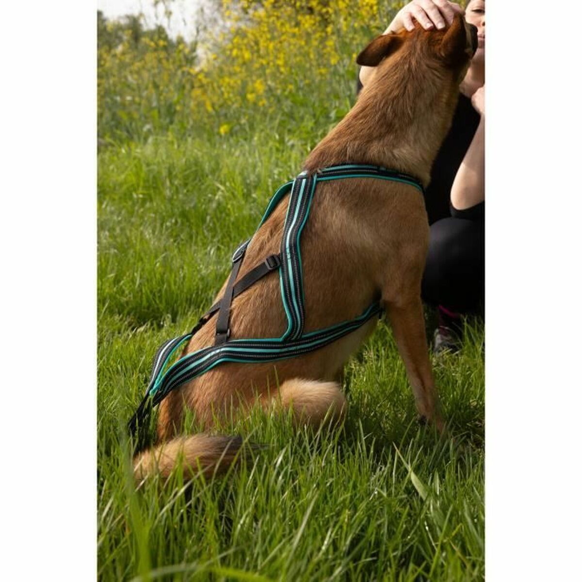 Dog Harness Olympia XL-4