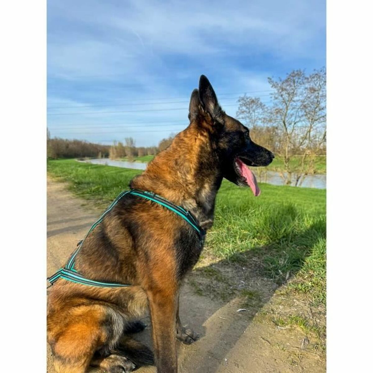 Dog Harness Olympia XL-2