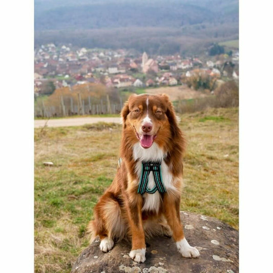 Dog Harness Olympia XL-1