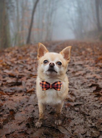 Charming Bowtie Dog Collar-2